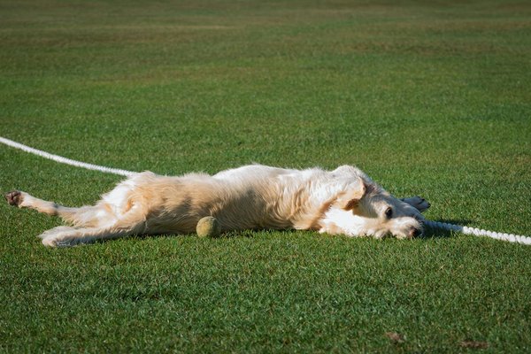 Découvrez pourquoi le golden retriever est le chien idéal