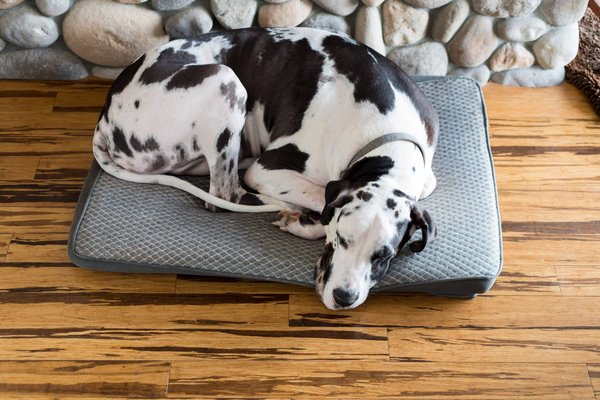 Quels sont les différents types de lit pour chien ?