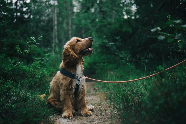 Quelques accessoires indispensables pour faire de la randonnée avec son chien