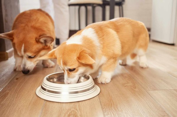 Repas sur mesure pour chiens avec dog chef